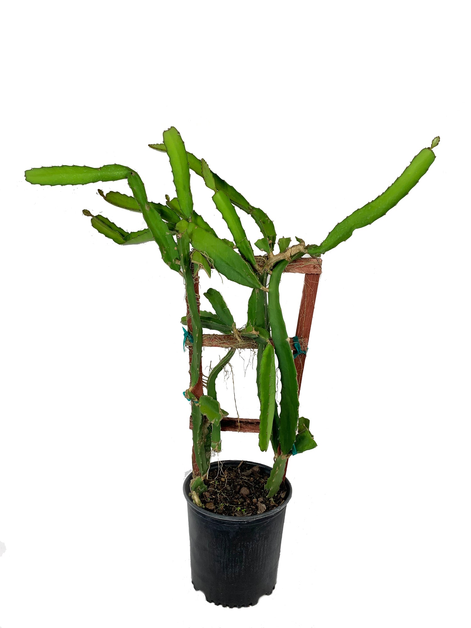 dragon fruit plant in a pot Dragon Fruit Tree On a Trellis - Live Plant in a 3 Gallon Pot