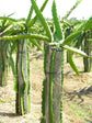 Dragon Fruit Tree On a Trellis - Live Plant in a 3 Gallon Pot - Hylocereous Undatus - Edible Tropical Fruit Plant