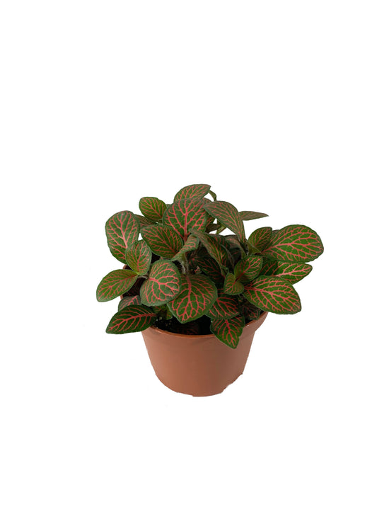 Fittonia Nerve Plant - Live Plant in a 4 Inch Pot - Fittonia Verschaffeltii &