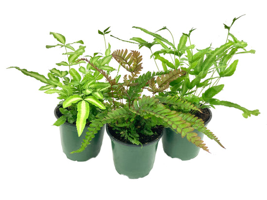Pteris Fern Assortment - 3 Live Plants in 4 Inch Pots - Rare and Exotic Ferns from Florida - Growers Choice Based On Health, Beauty and Availability - Beautiful Clean Air Indoor Outdoor Ferns