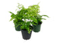 Maidenhair Fern Assortment - 3 Live Plants in 4 Inch Pots - Rare and Exotic Ferns from Florida - Growers Choice Based On Health, Beauty and Availability - Beautiful Clean Air Indoor Outdoor Ferns