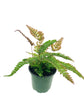 Pteris Fern Assortment - 3 Live Plants in 4 Inch Pots - Rare and Exotic Ferns from Florida - Growers Choice Based On Health, Beauty and Availability - Beautiful Clean Air Indoor Outdoor Ferns
