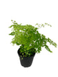 Maidenhair Fern Assortment - 3 Live Plants in 4 Inch Pots - Rare and Exotic Ferns from Florida - Growers Choice Based On Health, Beauty and Availability - Beautiful Clean Air Indoor Outdoor Ferns