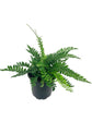 Exotic Fern Assortment - 5 Live Plants in 4 Inch Pots - Rare and Exotic Ferns from Florida - Growers Choice Based On Health, Beauty and Availability - Beautiful Clean Air Indoor Outdoor Ferns