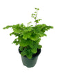 Maidenhair Fern Assortment - 3 Live Plants in 4 Inch Pots - Rare and Exotic Ferns from Florida - Growers Choice Based On Health, Beauty and Availability - Beautiful Clean Air Indoor Outdoor Ferns