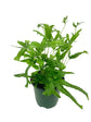 Pteris Fern Assortment - 3 Live Plants in 4 Inch Pots - Rare and Exotic Ferns from Florida - Growers Choice Based On Health, Beauty and Availability - Beautiful Clean Air Indoor Outdoor Ferns