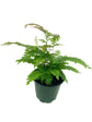 Maidenhair Fern Assortment - 3 Live Plants in 4 Inch Pots - Rare and Exotic Ferns from Florida - Growers Choice Based On Health, Beauty and Availability - Beautiful Clean Air Indoor Outdoor Ferns
