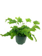 Exotic Fern Assortment - 5 Live Plants in 4 Inch Pots - Rare and Exotic Ferns from Florida - Growers Choice Based On Health, Beauty and Availability - Beautiful Clean Air Indoor Outdoor Ferns