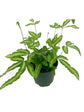 Exotic Fern Assortment - 5 Live Plants in 4 Inch Pots - Rare and Exotic Ferns from Florida - Growers Choice Based On Health, Beauty and Availability - Beautiful Clean Air Indoor Outdoor Ferns