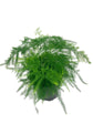 Exotic Fern Assortment - 5 Live Plants in 4 Inch Pots - Rare and Exotic Ferns from Florida - Growers Choice Based On Health, Beauty and Availability - Beautiful Clean Air Indoor Outdoor Ferns