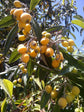 Loquat Tree - Japanese Plum - Live Fruit Tree in a 3 Gallon Pot - 3 Foot Tall - Eriobotrya Japonica - Edible Fruit Bearing Patio Fruit Tree