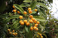 Loquat Tree - Japanese Plum - Live Fruit Tree in a 3 Gallon Pot - 3 Foot Tall - Eriobotrya Japonica - Edible Fruit Bearing Patio Fruit Tree