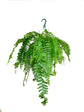 Macho Fern Hanging Basket - Live Plant in an 10 Inch Pot - Nephrolepis Biserrata - Beautiful Indoor Air Purifying Fern