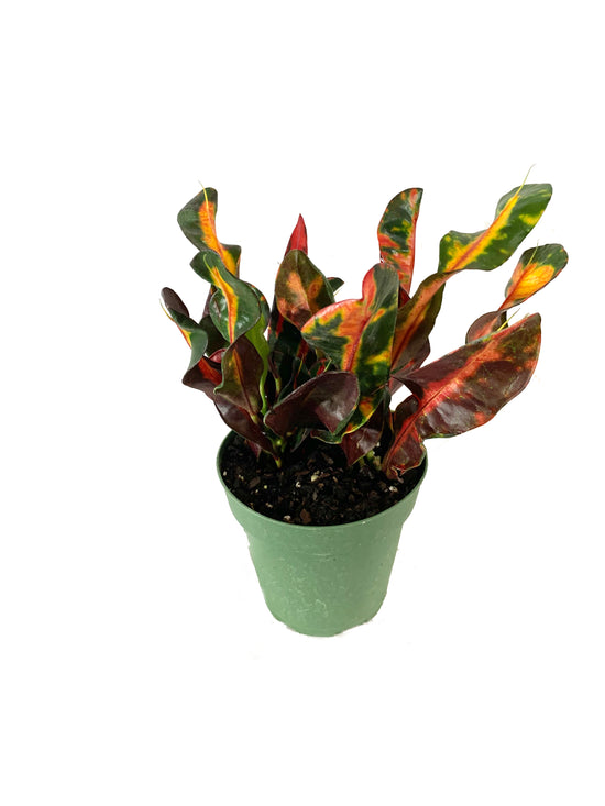 Croton Mammy - Live Plant in a 4 Inch Pot - Codiaeum &