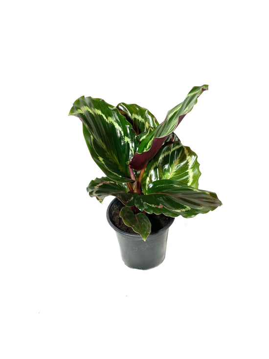 Calathea Medallion - Live Plant in a 4 Inch Pot - Calathea Roseopicta - Beautiful Easy to Grow Air Purifying Indoor Plant