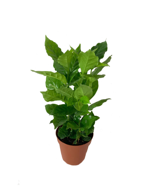 Coffee Plant - Live Plant in a 4 Inch Pot -Coffea Arabica - Beautiful Easy Care Indoor Houseplant