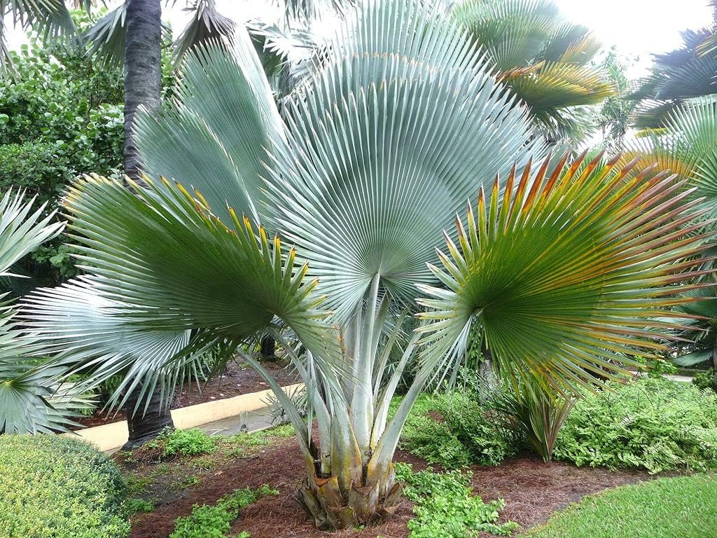 Giant Yarey Palm - Live Plant in a 4 Inch Growers Pot - Copernicia Fal ...