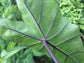 Colocasia Elephant Ear Plant - 4 Live Starter Plants - Colocasia Esculenta - Beautiful Large Leaf Foliage Starter Multipack