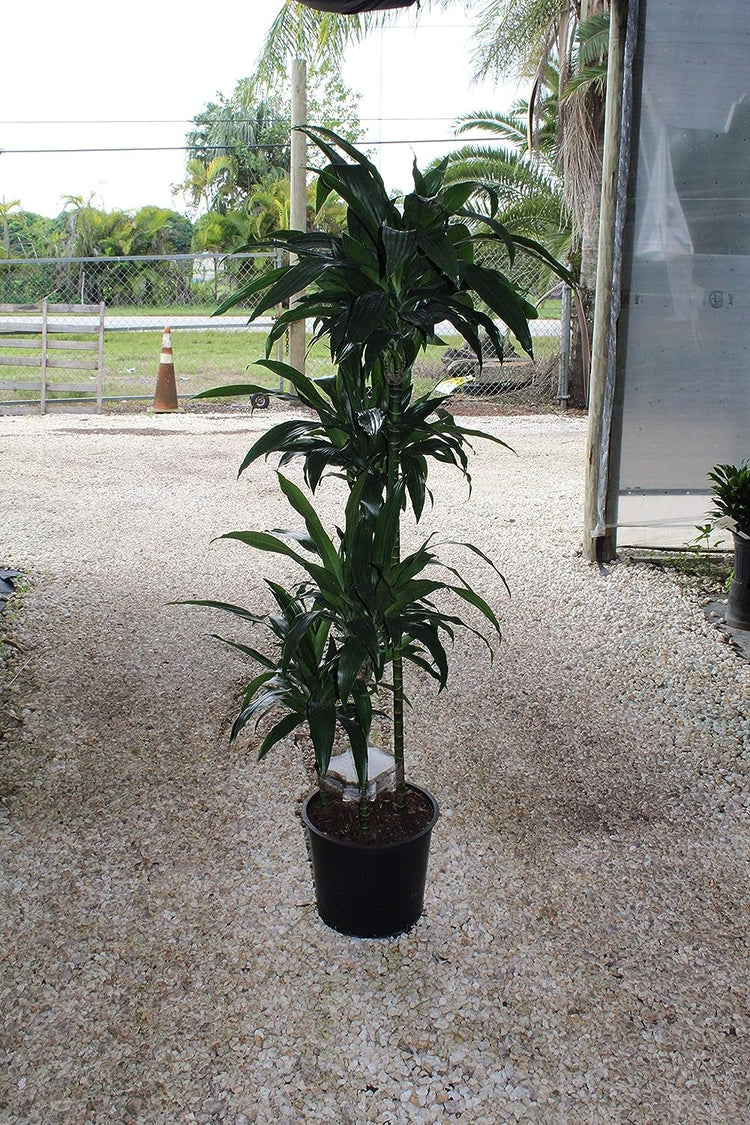 dracaena cane janet craig Dracaena Janet Craig Cane - Live Plant in a 10 Inch Pot
