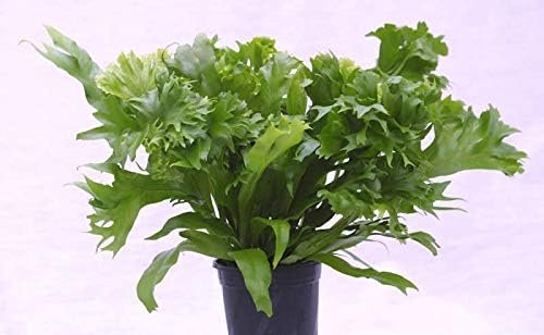 Leslie Crested Japanese Birdsnest Fern - 3 Live Plants in 4 Inch Pots - Asplenium Antiquum - Beautiful Clean Air Indoor Houseplant Fern