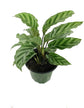 Rare Calathea Indoor Houseplant Multi-Pack - 3 Live Plants in 4 Inch Pots - Calathea Rufibarba - Calathea Freddie - Calathea Medallion - Rare and Beautiful Air Purifying Indoor Plants