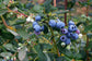 Blueberry Plant - 4 Live Starter Plants - Vaccinium - Edible Fruit Bearing Tree for The Patio and Garden