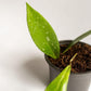 Hoya - Live Plant in a 2 Inch Pot - Indoor Houseplants Straight from The Nursery