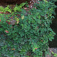 Ficus Tree - Live Starter Plants in 2 Inch Pots - Stunning Easy Care Interior Houseplant
