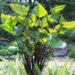 Colocasia Elephant Ear Plant - 4 Live Starter Plants - Colocasia Esculenta - Beautiful Large Leaf Foliage Starter Multipack
