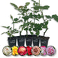 Rose Bush Variety Pack - Live Starter Plants in 2 Inch Pots - Grower&