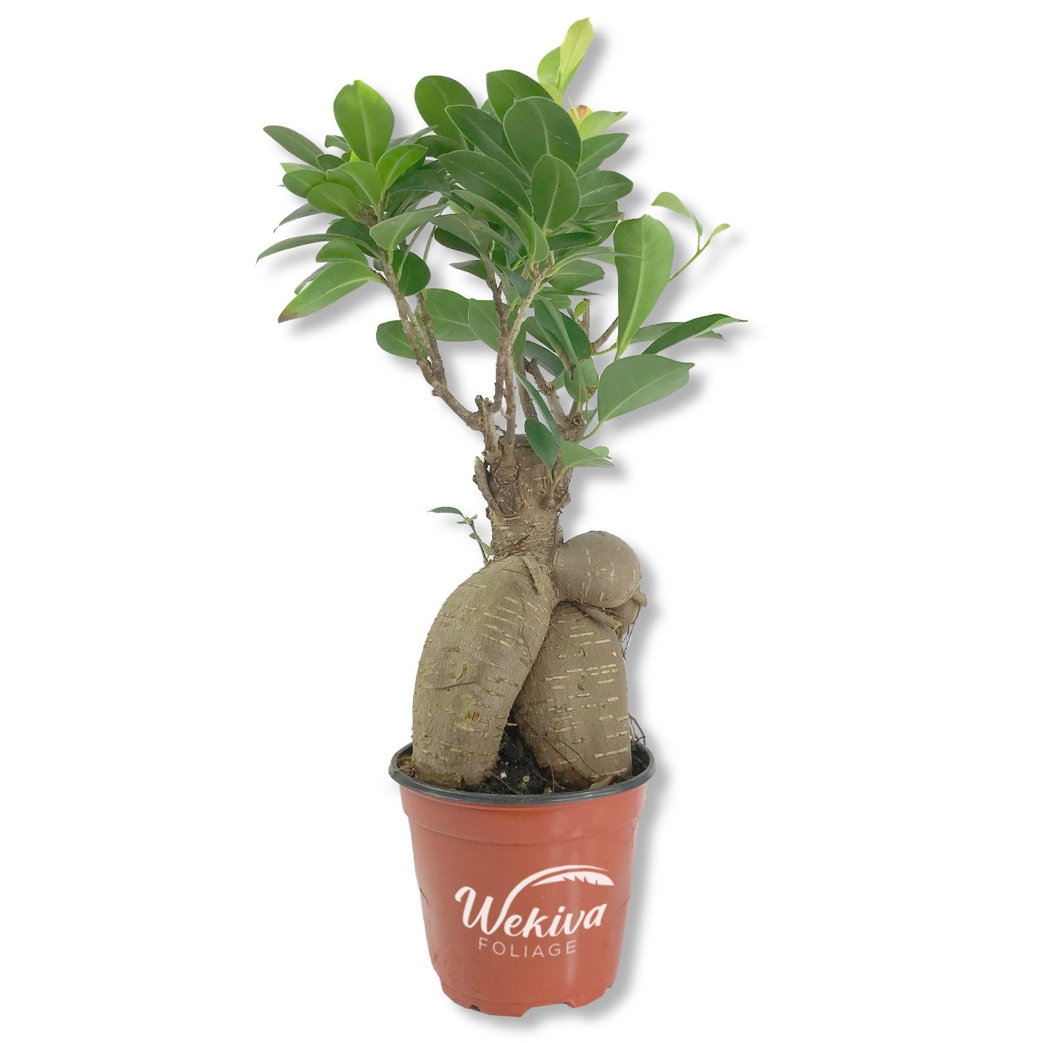 snow rose ginseng ficus money tree Wekiva Foliage Ginseng Ficus Tree-Live Plant in a 4 Inch Pot-Ficus Microcarpa-Beautiful Ornamental Bonsai Interior Tree