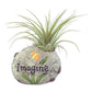 Zen Harmony Air Plant Set - Live Air Plants in Decorative Pots - Hope | Dream | Imagine - Cactus | Succulent | Air Plant - A Symbol of Serenity and Natural Beauty (3 Pack)