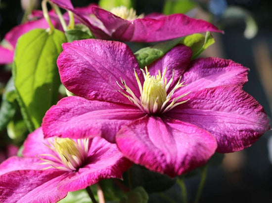 Clematis Ville de Lyon - Live Plants in 4 Inch Growers Pots - Clematis &