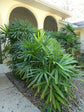 Lady Palm - Live Plants in 6 Inch Growers Pots - Rhapis Excelsa - Beautiful Clean Air Indoor Outdoor Houseplant