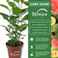 Pineapple Guava Tree - Live Plant in a 4 Inch Pot - Acca Sellowiana - Edible Fruit Bearing Tree