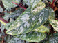 Purple Sword Homalomena - Live Plant in a 6 Inch Nursery Pot - Apoballis Acuminatissima &