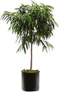 Ficus Alii Standard Tree - Live Plant in a 10 Inch Pot - Ficus Binnendiijkii &