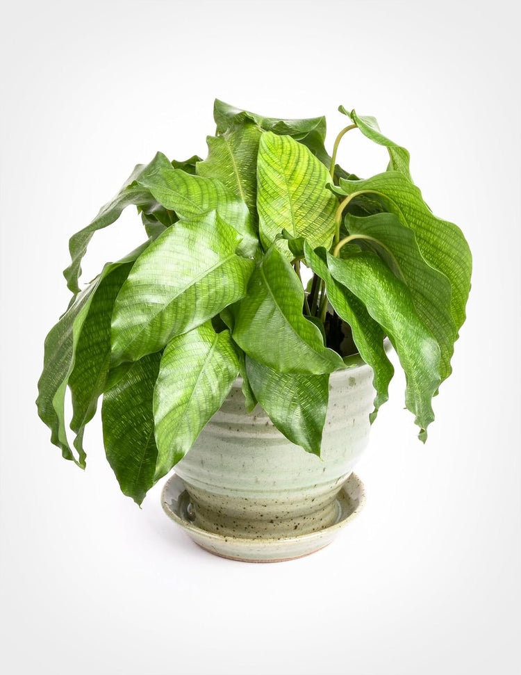 calathea live prayer plant Calathea Musaica Network Prayer Plant - Live Plants in 4 Inch Pots