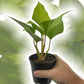 Homalomena Emerald Gem Golden - Live Plant in a 4 Inch Nursery Pot - Homalomena &