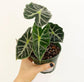 Alocasia - 4 Live Starter Plants in 2 Inch Pots - Alocasia - Florist Quality Air Purifying Indoor Plant - Nature&