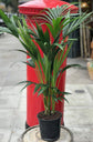 Kentia Palm - Live Plants in 4 Inch Growers Pots - Howea Forsteriana - Beautiful Clean Air Indoor Outdoor Houseplant