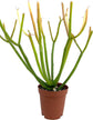Firesticks Pencil Cactus - Live Plants in 2 Inch Pots - Euphorbia Tirucalli - Beautiful Indoor Outdoor Cacti Succulent Houseplant