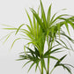 Kentia Palm - Live Plants in 4 Inch Growers Pots - Howea Forsteriana - Beautiful Clean Air Indoor Outdoor Houseplant