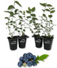 Blueberry Variety Pack - 4 Live Starter Plants - Four Live Starter Plants for Your Edible Garden