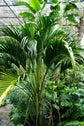 Belmore Sentry Palm - Live Plant in a 3 Gallon Growers Pot - Howea Belmoreana - Beautiful Clean Air Indoor Outdoor Houseplant