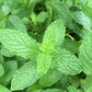 Mojito Mint Plant - Live Plant in a 4 inch Pot - Mentha x Villosa - Indoor Outdoor Edible Herbs for Kitchen Garden