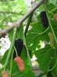 Everbearing Mulberry Tree - 2 Live Tissue Culture Starter Plants - Edible Fruit Tree for The Patio and Garden