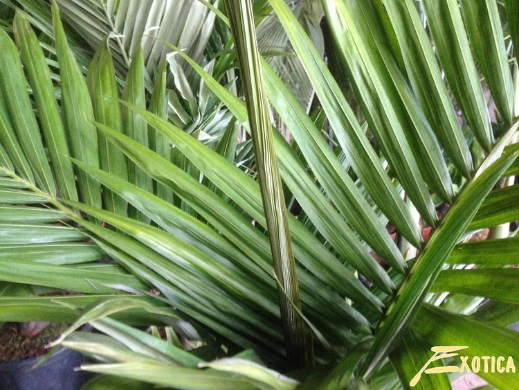 king palm plant indoor King Palm - Live Plant in a 3 Gallon Growers Pot