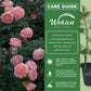 Abraham Darby Rose Bush - Live Starter Plants in 2 Inch Pots - Beautifully Fragrant Heirloom Rose from Florida - A Versatile Beauty with a Rich Fragrance