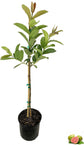 Ruby Supreme Guava Tree - Live Tree in a 3 Gallon Pot - Psidium Guajava &